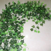 Hedera mixed leaves1